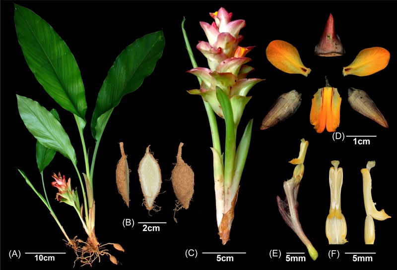 Fig. 1. 